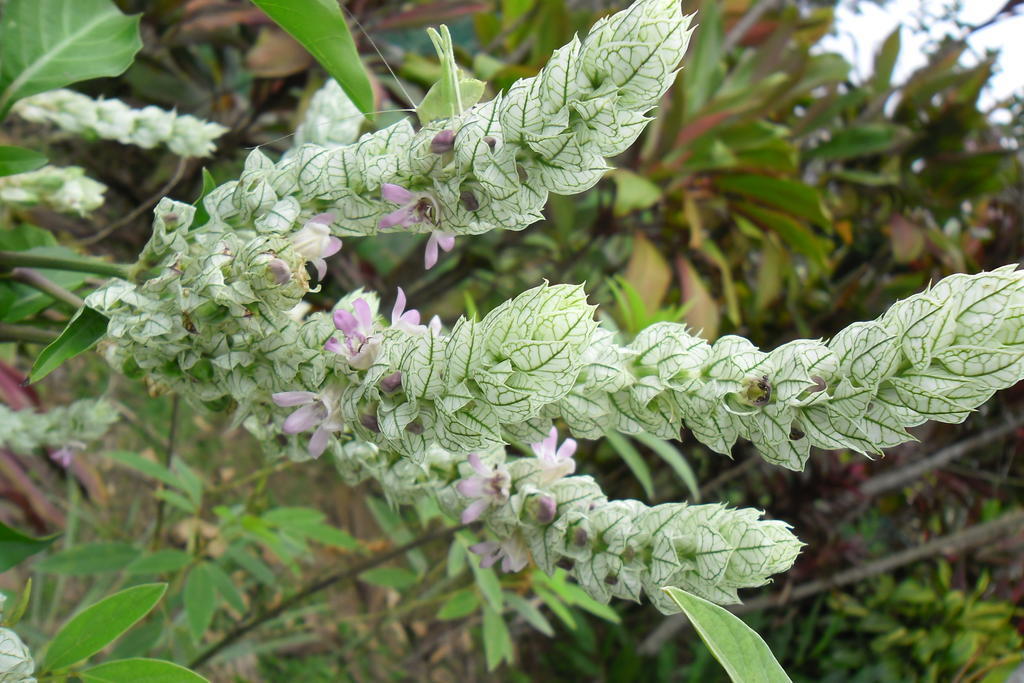 Rinconcito Verde Ujarras Ngoại thất bức ảnh